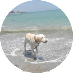 関門海峡で泳ぐタミー